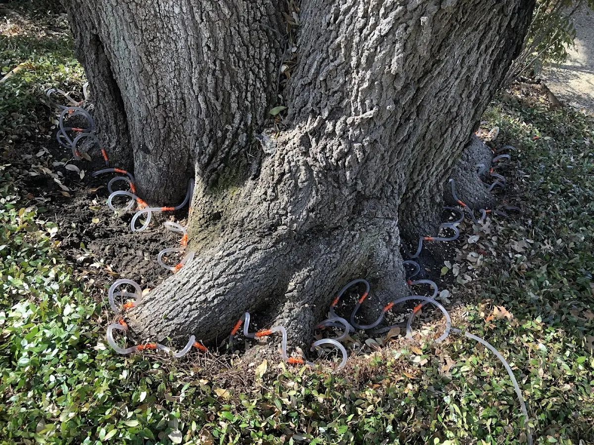 Detailed Tree Cabling and Bracing job site in Keene